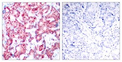 Invitrogen Phospho-GATA1 (Ser142) Polyclonal Antibody 100 &mu;L; Unconjugated:Antibodies,