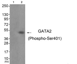 Invitrogen Phospho-GATA2 (Ser401) Polyclonal Antibody 100 &mu;L; Unconjugated:Antibodies,