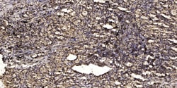 Invitrogen Phospho-KV2.1 (Ser805) Polyclonal Antibody 100 &mu;L; Unconjugated:Antibodies,