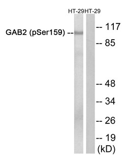 Invitrogen Phospho-GAB2 (Ser159) Polyclonal Antibody 100 &mu;L | Buy Online | Invitrogen&trade; | Fisher Scientific