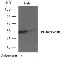 Invitrogen Phospho-HNF4A (Ser304) Polyclonal Antibody 100 &mu;L; Unconjugated:Antibodies,