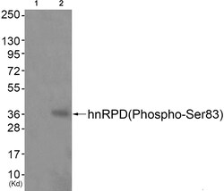 Invitrogen Phospho-hnRNP D (Ser83) Polyclonal Antibody 100 &mu;L; Unconjugated:Antibodies,