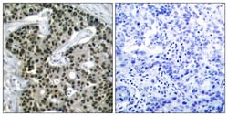 Invitrogen Phospho-HSF1 (Ser303) Polyclonal Antibody 100 &mu;L; Unconjugated:Antibodies,
