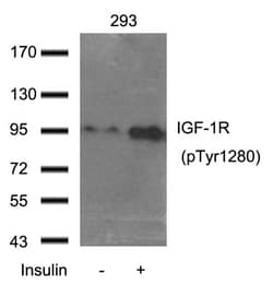 Invitrogen Phospho-IGF1R beta (Tyr1280) Polyclonal Antibody 100 &mu;L;