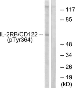 Invitrogen Phospho-CD122 (Tyr364) Polyclonal Antibody 100 &mu;L; Unconjugated:Antibodies,