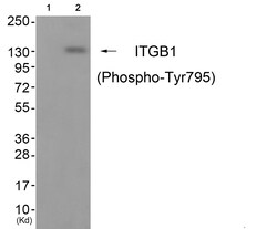 Invitrogen Phospho-ITGB1 (Tyr795) Polyclonal Antibody 100 &mu;L; Unconjugated:Antibodies,