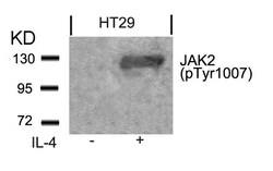 Invitrogen Phospho-JAK2 (Tyr1007) Polyclonal Antibody 100 &mu;L | Buy Online | Invitrogen&trade; | Fisher Scientific