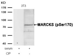 Invitrogen Phospho-MARCKS (Ser170) Polyclonal Antibody 100 &mu;L; Unconjugated:Antibodies,