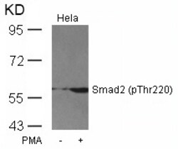 Invitrogen Phospho-SMAD2 (Thr220) Polyclonal Antibody 100 &mu;L; Unconjugated:Antibodies,