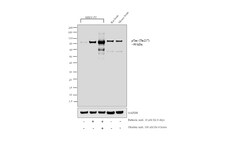 Invitrogen Phospho-Tau (Thr217) Polyclonal Antibody 100 μL; Unconjugated:Antibodies,