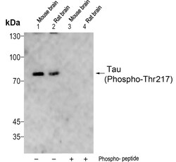 Invitrogen Phospho-Tau (Thr217) Polyclonal Antibody 100 &mu;L | Buy Online | Invitrogen&trade; | Fisher Scientific