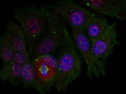 Invitrogen Phospho-MEF2A (Thr319) Polyclonal Antibody 100 &mu;L; Unconjugated:Antibodies,