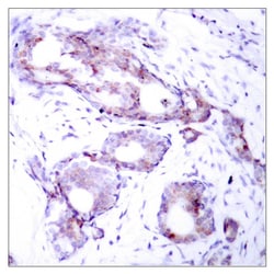 Invitrogen Phospho-c-Myc (Ser373) Polyclonal Antibody 100 &mu;L; Unconjugated:Antibodies,