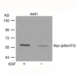 Invitrogen Phospho-c-Myc (Ser373) Polyclonal Antibody 100 &mu;L; Unconjugated:Antibodies,