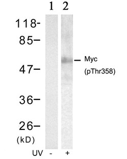 Invitrogen Phospho-c-Myc (Thr358) Polyclonal Antibody 100 &mu;L | Buy Online | Invitrogen&trade; | Fisher Scientific