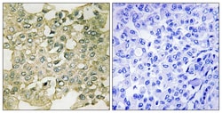 Invitrogen Phospho-PKMYT1 (Ser83) Polyclonal Antibody 100 &mu;L; Unconjugated:Antibodies,