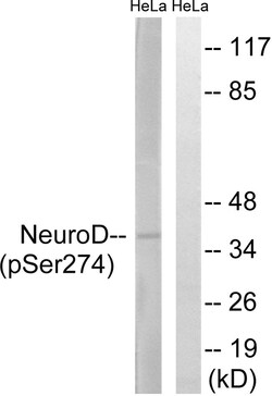 Invitrogen Phospho-NeuroD1 (Ser274) Polyclonal Antibody 100 &mu;L; Unconjugated:Antibodies,