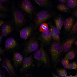 Invitrogen Phospho-NFkB p105/p50 (Ser337) Polyclonal Antibody 100 &mu;L;