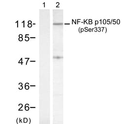 Invitrogen Phospho-NFkB p105/p50 (Ser337) Polyclonal Antibody 100 &mu;L;