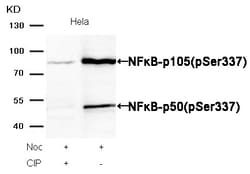 Invitrogen Phospho-NFkB p105/p50 (Ser337) Polyclonal Antibody 100 &mu;L;