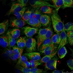Phospho-NFkB p52 (Ser866) Polyclonal Antibody, Invitrogen 100 &mu;L; Unconjugated:Antibodies,