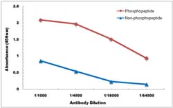 Invitrogen Phospho-iNOS (Tyr151) Polyclonal Antibody 100 &mu;L; Unconjugated:Anticuerpos