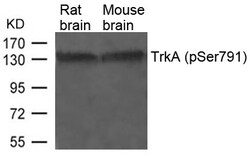 Invitrogen Phospho-TrkA (Tyr791) Polyclonal Antibody 100 &mu;L | Buy Online | Invitrogen&trade; | Fisher Scientific