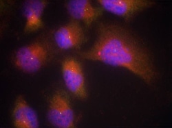 Invitrogen Phospho-TrkB (Tyr515) Polyclonal Antibody 100 μL; Unconjugated:Antibodies,