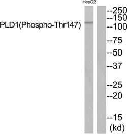 Invitrogen Phospho-PLD1 (Thr147) Polyclonal Antibody 100 &mu;L | Buy Online | Invitrogen&trade; | Fisher Scientific