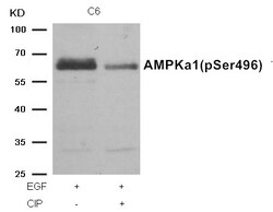 Invitrogen Phospho-AMPK alpha-1 (Ser496) Polyclonal Antibody 100 &mu;L | Buy Online | Invitrogen&trade; | Fisher Scientific