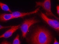 Invitrogen Phospho-PKC mu (Ser738) Polyclonal Antibody 100 &mu;L; Unconjugated:Antibodies,