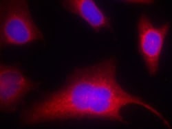 Invitrogen Phospho-PKC mu (Ser910) Polyclonal Antibody 100 &mu;L; Unconjugated:Antibodies,