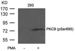 Invitrogen Phospho-PKC theta (Ser695) Polyclonal Antibody 100 &mu;L; Unconjugated:Antibodies,
