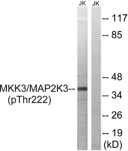 Invitrogen Phospho-MEK3 (Thr222) Polyclonal Antibody 100 &mu;L; Unconjugated:Antibodies,
