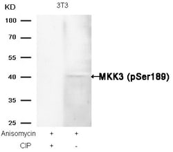 Invitrogen Phospho-MEK3 (Ser189) Polyclonal Antibody 100 &mu;L | Buy Online | Invitrogen&trade; | Fisher Scientific