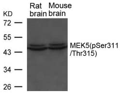 Invitrogen Phospho-MEK5 (Ser311, Thr315) Polyclonal Antibody 100 &mu;L;