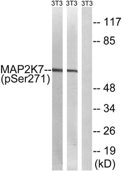 Invitrogen Phospho-MEK7 (Ser271) Polyclonal Antibody 100 &mu;L; Unconjugated:Antibodies,