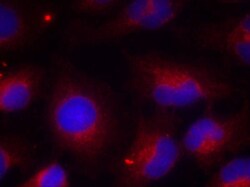 Invitrogen Phospho-PTEN (Ser380) Polyclonal Antibody 100 &mu;L; Unconjugated:Antibodies,