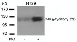 Invitrogen Phospho-FAK (Tyr576, Tyr577) Polyclonal Antibody 100 &mu;L | Buy Online | Invitrogen&trade; | Fisher Scientific