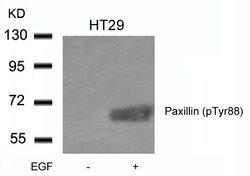 Invitrogen Phospho-Paxillin (Tyr88) Polyclonal Antibody 100 &mu;L | Buy Online | Invitrogen&trade; | Fisher Scientific