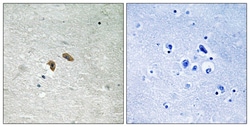 Invitrogen Phospho-c-Raf (Thr269) Polyclonal Antibody 100 &mu;L; Unconjugated:Antibodies,