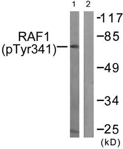 Invitrogen Phospho-c-Raf (Tyr341) Polyclonal Antibody 100 &mu;L | Buy Online | Invitrogen&trade; | Fisher Scientific