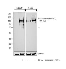 Invitrogen Phospho-Rb (Ser807) Polyclonal Antibody 100 μL; Unconjugated:Antibodies,