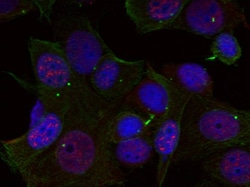 Invitrogen Phospho-c-Rel (Ser503) Polyclonal Antibody 100 &mu;L; Unconjugated:Antibodies,