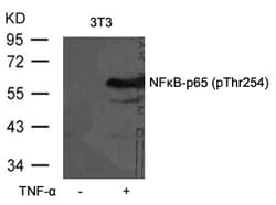 Invitrogen Phospho-NFkB p65 (Thr254) Polyclonal Antibody 100 &mu;L; Unconjugated:Antibodies,
