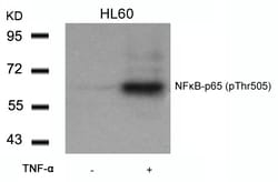 Invitrogen Phospho-NFkB p65 (Thr505) Polyclonal Antibody 100 &mu;L | Buy Online | Invitrogen&trade; | Fisher Scientific