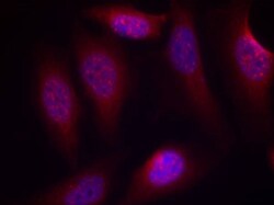 Invitrogen Phospho-MAP2K4 (Ser80) Polyclonal Antibody 100 &mu;L; Unconjugated:Antibodies,