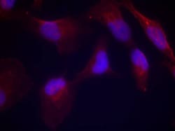 Invitrogen Phospho-MAP2K4 (Thr261) Polyclonal Antibody 100 &mu;L; Unconjugated:Antibodies,