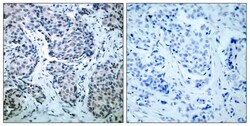 Invitrogen Phospho-MAP2K4 (Thr261) Polyclonal Antibody 100 &mu;L; Unconjugated:Antibodies,