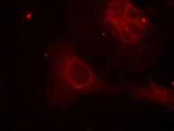 Invitrogen Phospho-SHC (Tyr349) Polyclonal Antibody 100 &mu;L; Unconjugated:Antibodies,